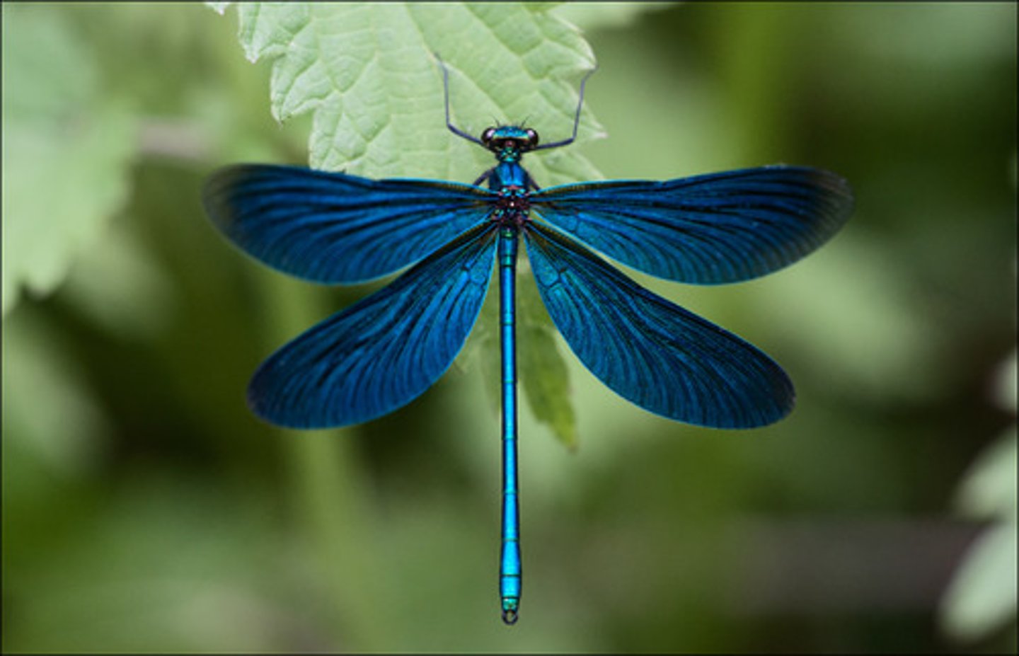 <p>ŘÁD- česky, latinsky</p><p>Podřád- česky, latinsky</p><p>Infrařád- /</p><p>Čeleď- /</p><p>Rod- /</p><p>Druh- česky</p>