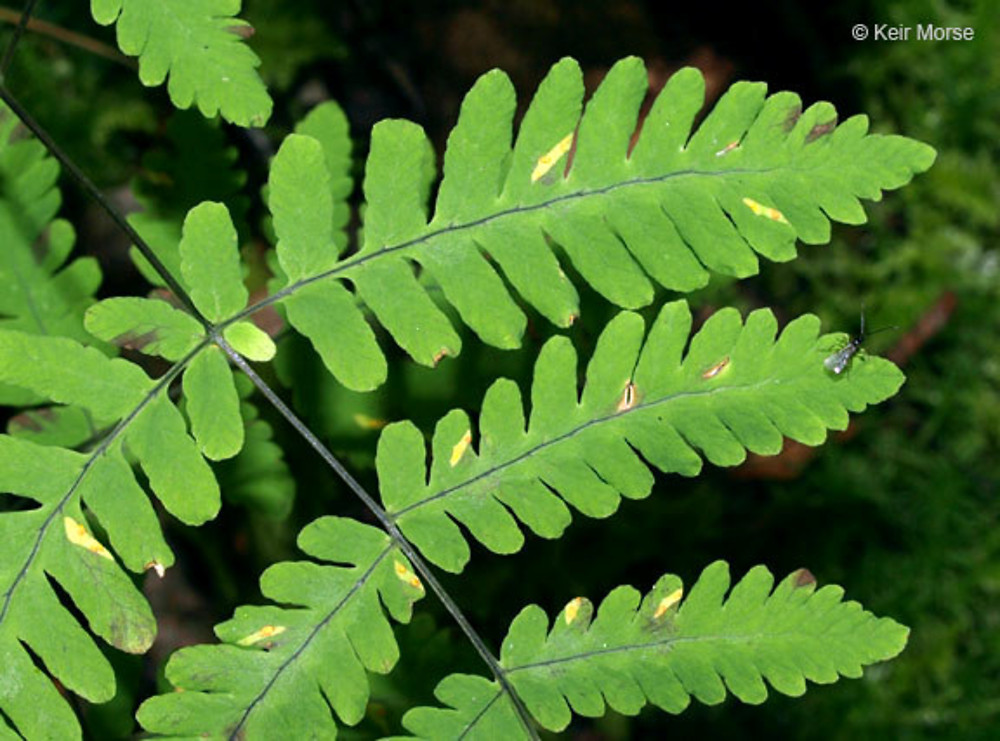 <p>Gymnocarpium dryopteris (oak fern)</p>