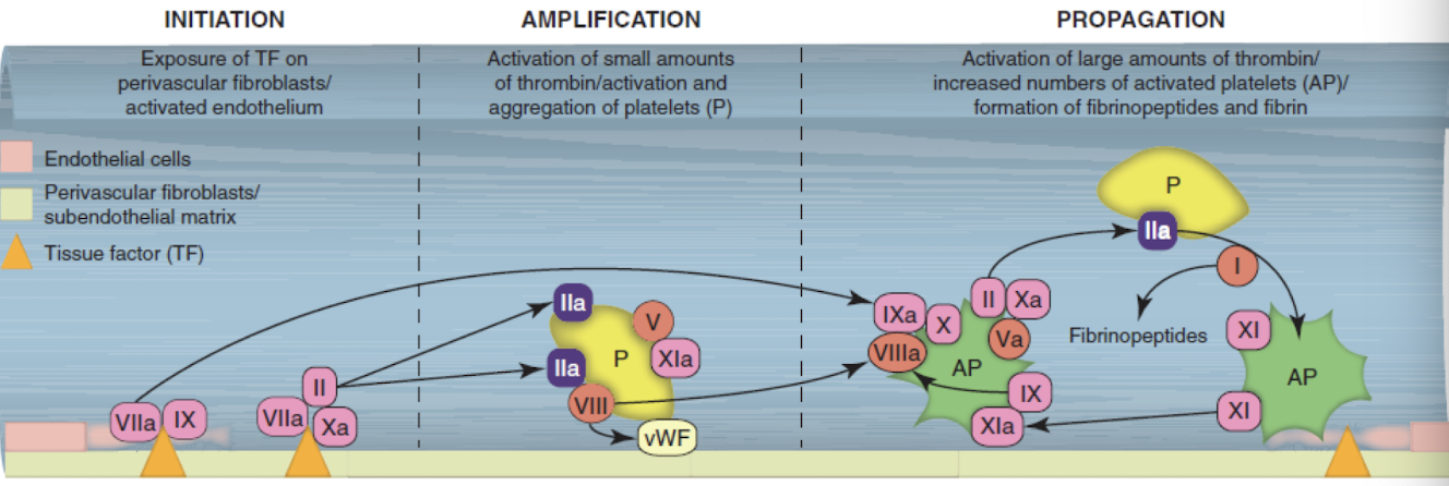 <p>Vascular damage results in tissue factor (TF) exposure and production of thrombin and factor IXa via the extrinsic pathway (initiation). The small amounts of thrombin formed during initiation cleave von Willebrand factor (vWF) from factor VIII, enhancing platelet adhesion to the damaged site. Thrombin activates platelets (P), which result in degranulation and the aggregation of additional platelets. Thrombin also results in the generation of factors Va, VIIIa, and XIa (amplification). During propagation, activated platelet (AP) membranes support assembly of intrinsic tenase complex (IXa/VIIIa) that is rapidly induced from factor XIa. Factor Xa and its coreactants form prothrombinase to generate large amounts of thrombin, which is released directly onto platelets to cleave fibrinogen into fibrinopeptides, which cross-link to form fibrin.</p>