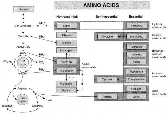 <p>Another term for essential amino acid</p>