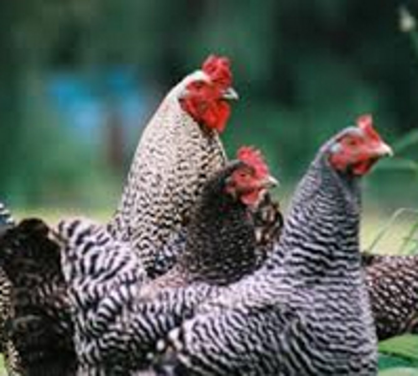 <p>pecking order</p>