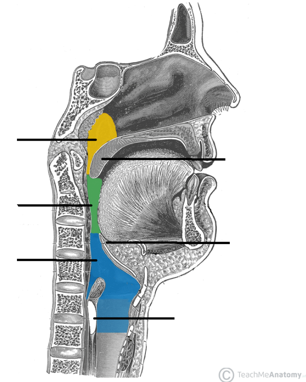<p>yellow highlight</p>