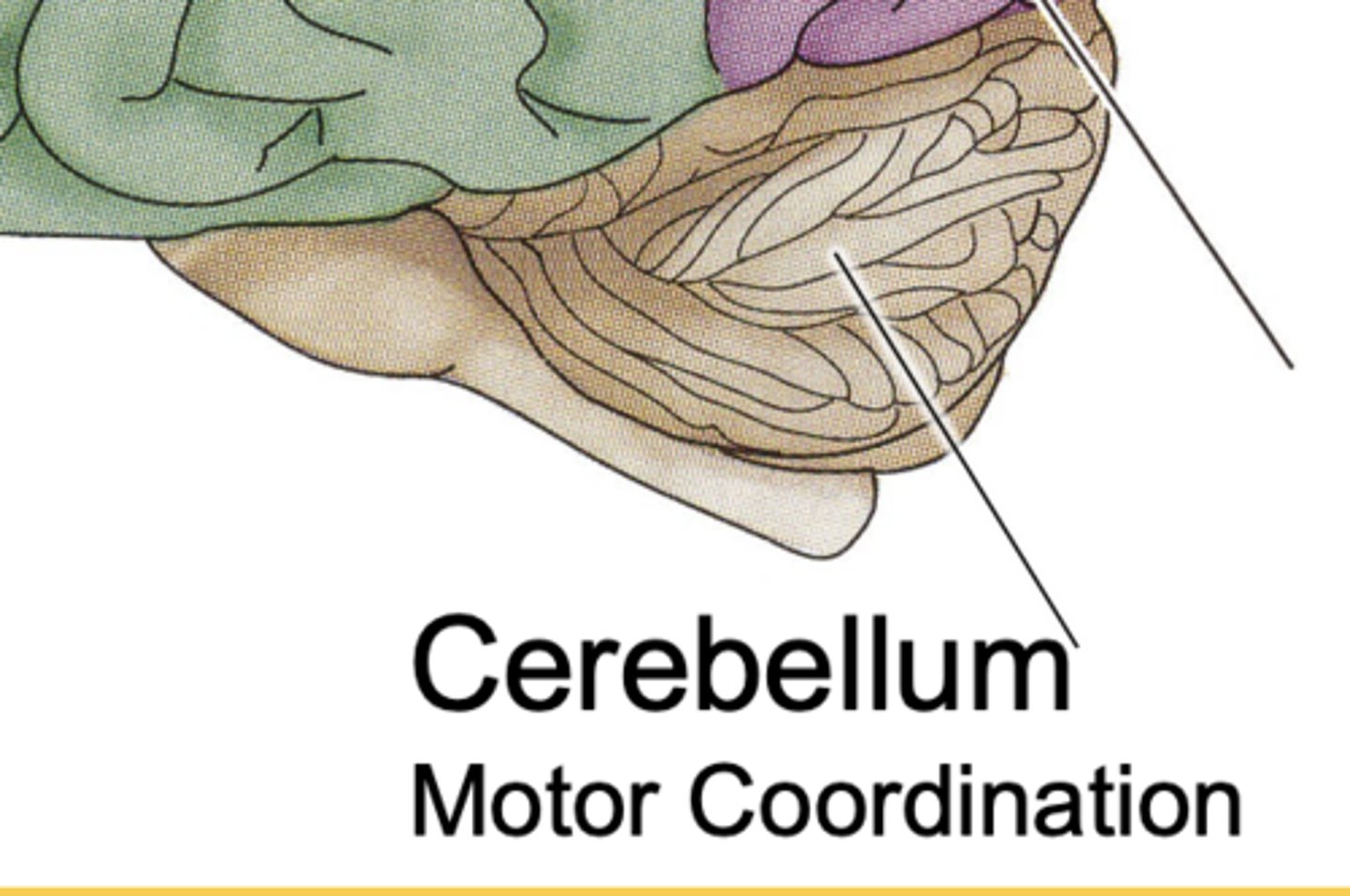 <p>motor coordination + balance</p>