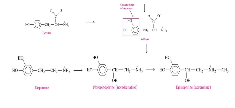 <ul><li><p>include dopamine, norepinephrine, and epinephrine</p></li><li><p>synthesize from amino acid tyrosine after it is converted to L-dopa</p></li></ul>