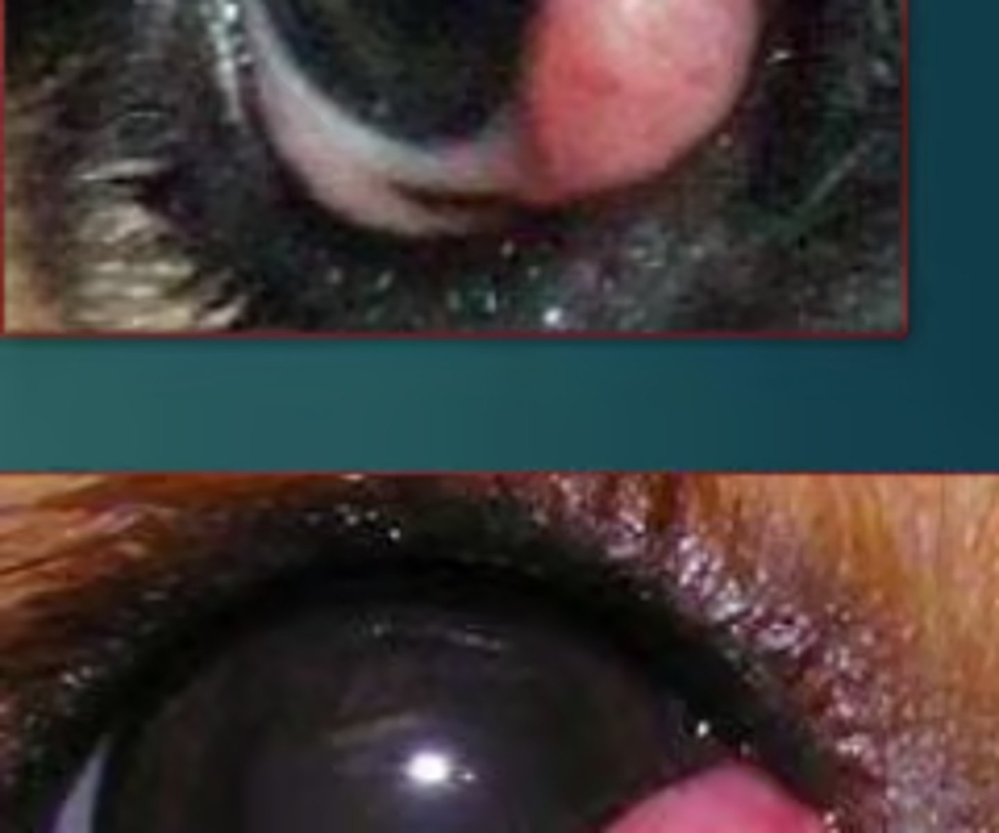 <p>prolapse of the third eyelid gland</p><p>*seen in puppies</p><p>breeds predisposed: English bulldog, Boston terrier, Great Dane, pug</p>