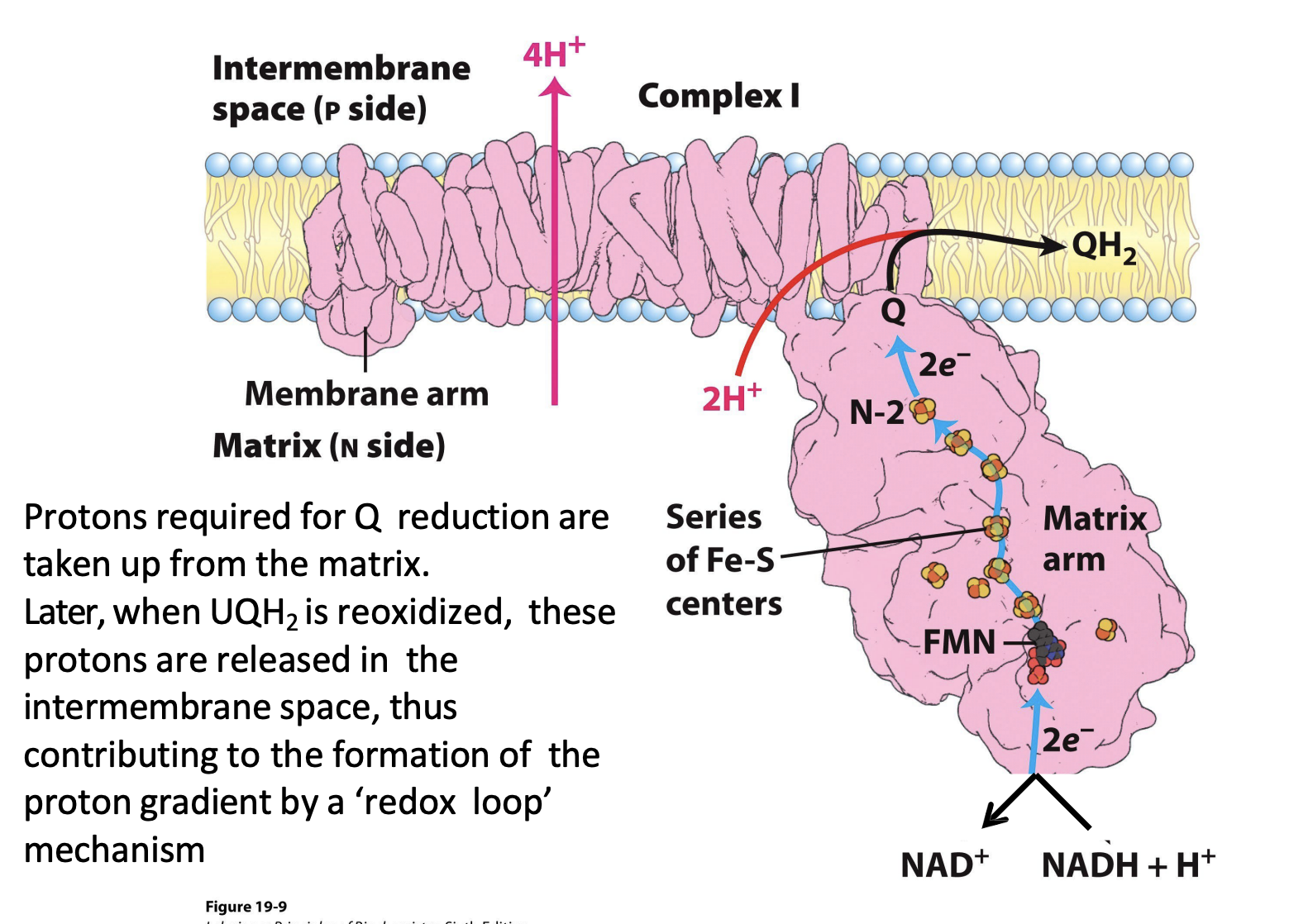 <p>includes a large <strong>matrix arm</strong> on matrix side</p>
