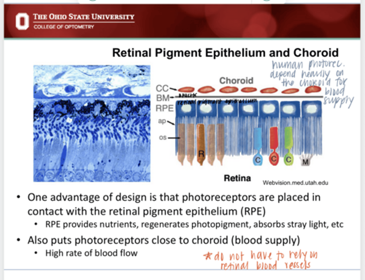 <p>What happens to the inner retinal elements in the fovea?</p>