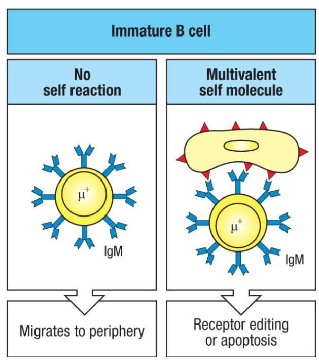 <p>Immature B cells can have two possible fates in response to self molecules:</p><ul><li><p><strong>No Self-Reaction (Left):</strong> B cells that do not encounter self-antigens continue to mature and migrate to peripheral lymphoid tissues, where they express both IgM and IgD and may become mature recirculating B cells.</p></li><li><p><strong>Reaction to Multivalent Self Molecules (Right):</strong> If B cells bind multivalent self-antigens, they either:</p><ul><li><p><strong>Undergo Receptor Editing:</strong> Modify their antigen receptor to remove self-reactivity.</p></li><li><p><strong>Undergo Apoptosis:</strong> If editing fails, they undergo programmed cell death (clonal deletion) to prevent autoimmunity.</p></li></ul></li></ul><p></p>