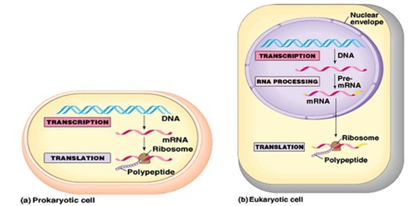 <p>all in cytoplasm (no nucleus); mRNA made directly into protein (no splicing); transcription and translation can occur at same time on same strand</p>