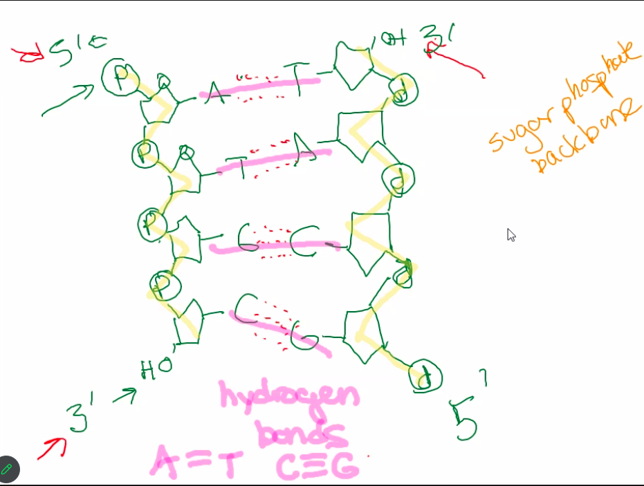 <p>DNA is made of two strands of nucleotides running anti-parallel (opposite) to each other, forming a double helix or twisted ladder shape. Complementary base pair binding holds the 2 strands together with hydrogen bonds (2 for A/T, 3 for G/C). The bases are located in the inside of the helix, so the sugars and phosphate groups stay on the outside to form the sugar-phosphate backbone. </p>