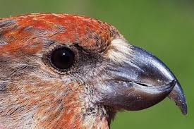 <p>the tips of the mandibles cross eachother </p><p>crossbill </p>