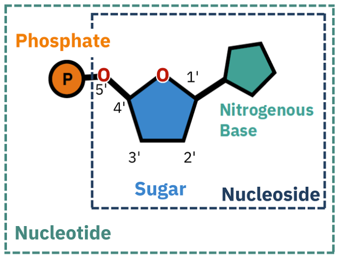 <p><span><u>Nucleotides </u>= essential building blocks of DNA and RNA, composed of a nitrogenous base, a five-carbon sugar (ribose or deoxyribose), and a phosphate group </span></p>