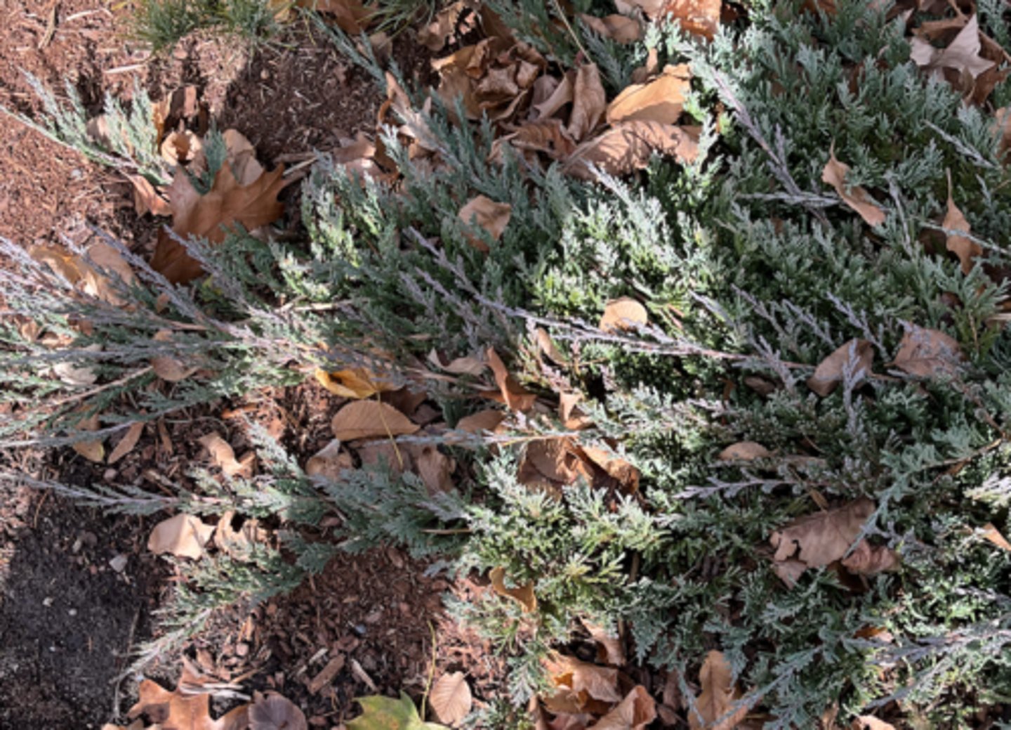 <p>scaly tip intermediate base, upright growth of branches, blue at tip, male cones</p>