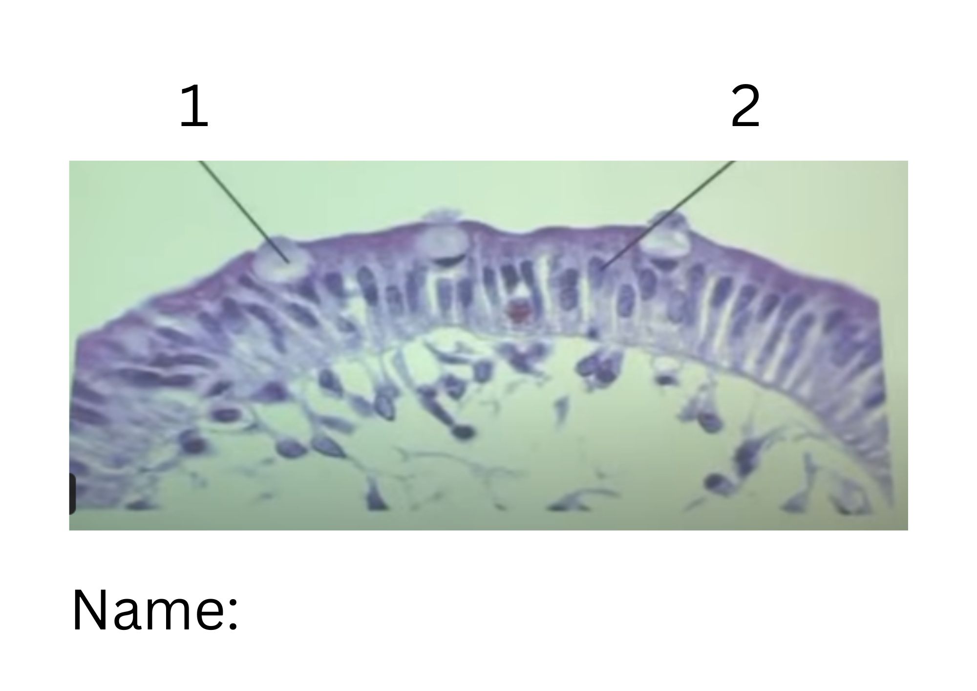 term image