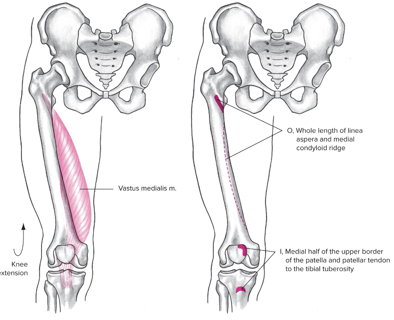 Origin: proximal end of femur

Insertion: patella 

Action: knee extension, important to stability 