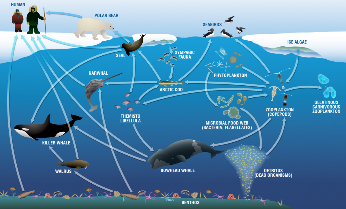 Ocean animals passing carbon through food webs