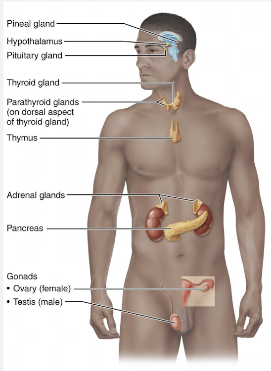 <p>Endocrine system</p>