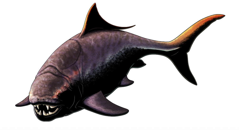 <p>placoderms (extinct)</p><p></p>