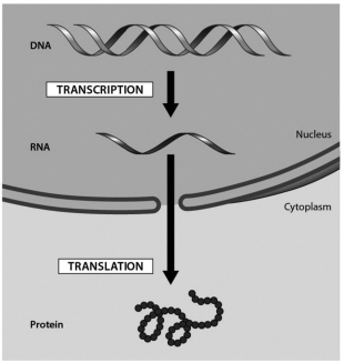 <p>the accompanying figure shows the flow of genetic information in a eukaryotic cell. the transfer of information from RNA into a protein is known as:</p>