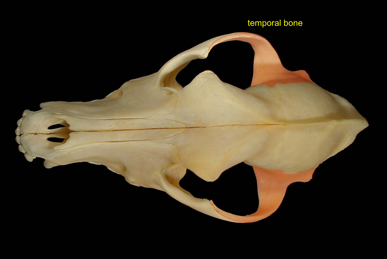 <p>2 on each side, opens to middle ear</p>