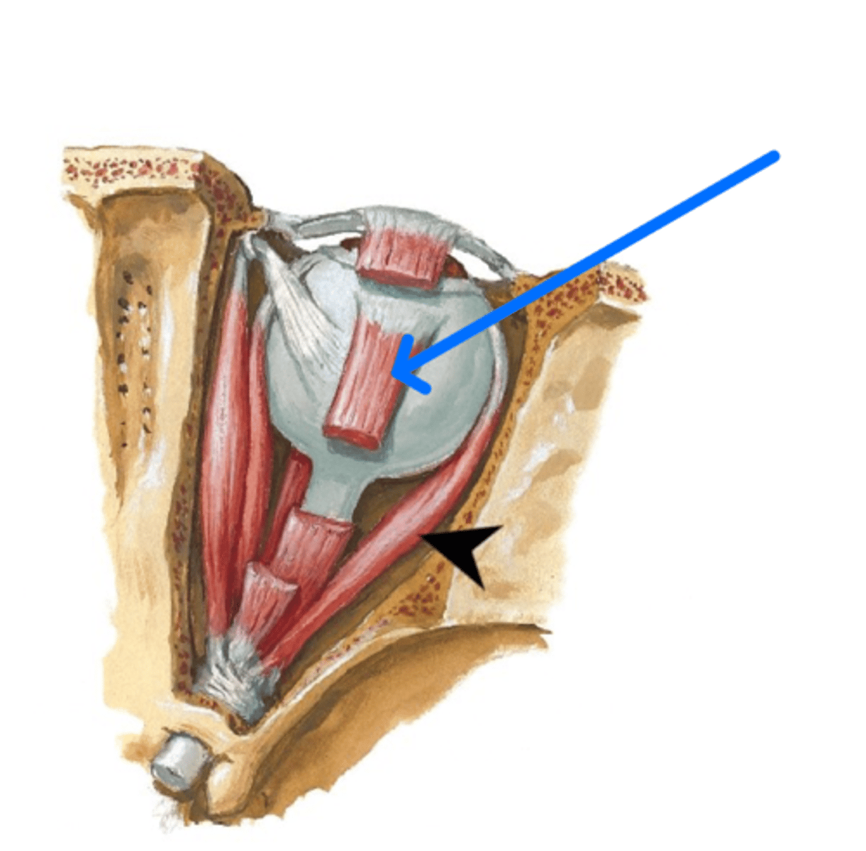 <p>What is the blue arrow pointing to?</p>