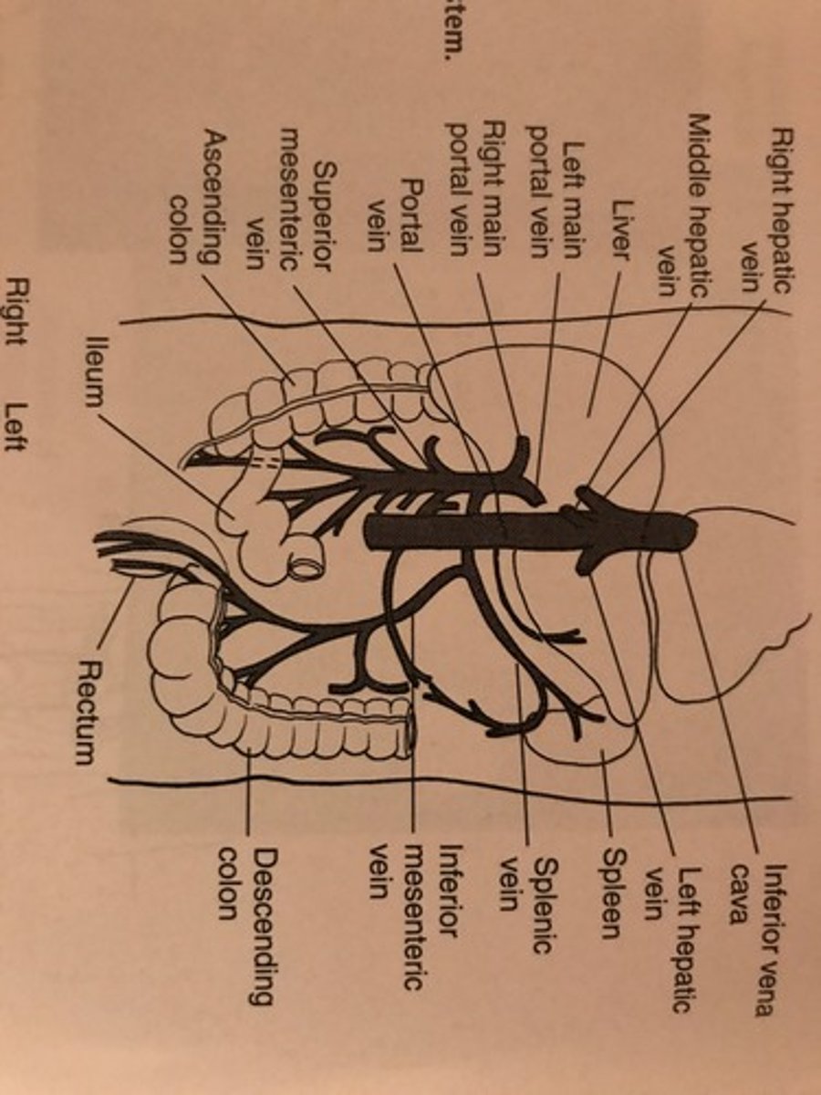 <p>At the ___________, The portal vein branches into right and left main portal vein's that then follow the course of the right and left hepatic arteries</p>