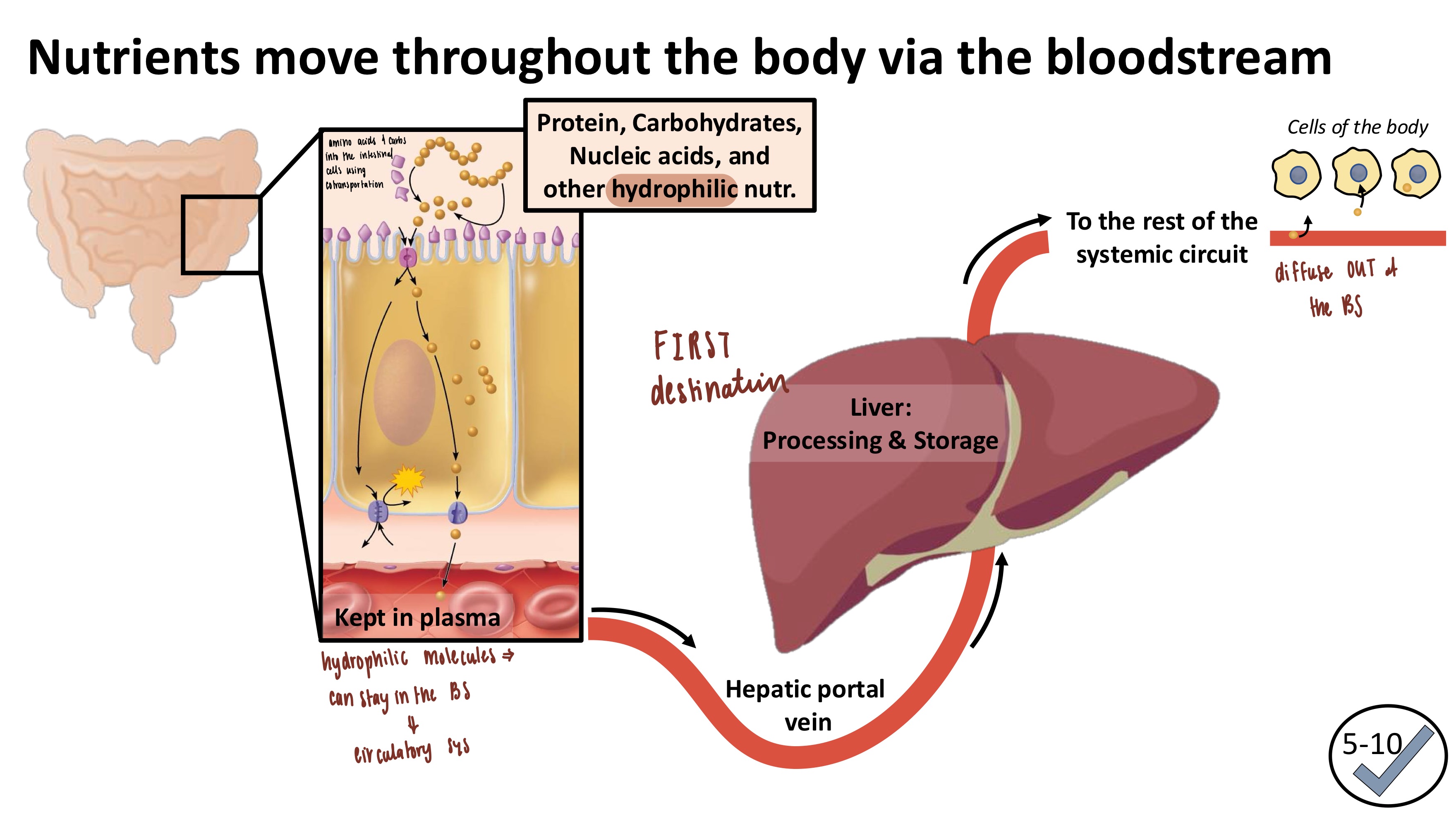 <ul><li><p><strong>Glucose &amp; amino acids</strong>: bloodstream</p><ul><li><p>Secondary active transportation INTO intestinal cells</p></li><li><p>facilitated diffusion OUT of the cell</p></li><li><p>Passive diffusion into the blood capillaries</p></li><li><p>Hepatic portal vein → Liver</p></li><li><p>Rest of the systemic circuit</p></li></ul></li><li><p><strong>Fatty acids</strong> are nonpolar &amp; hydrophobic →  don’t mix well with water</p></li></ul><p></p>