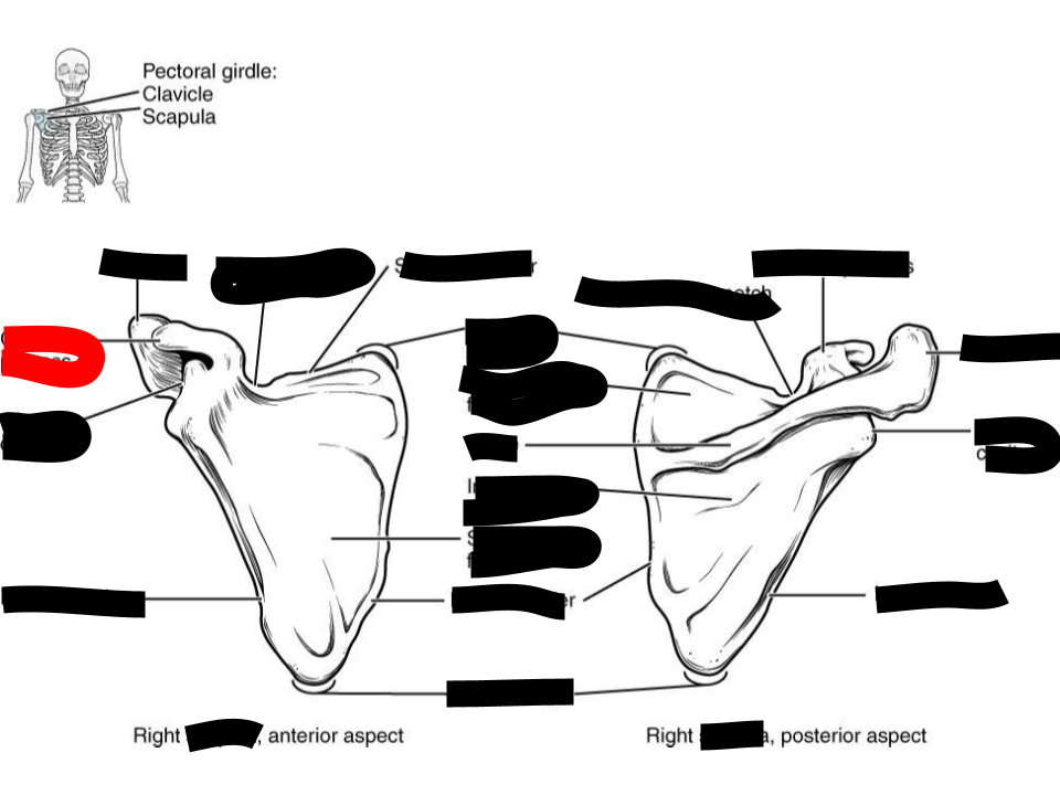 <p>scapula</p>
