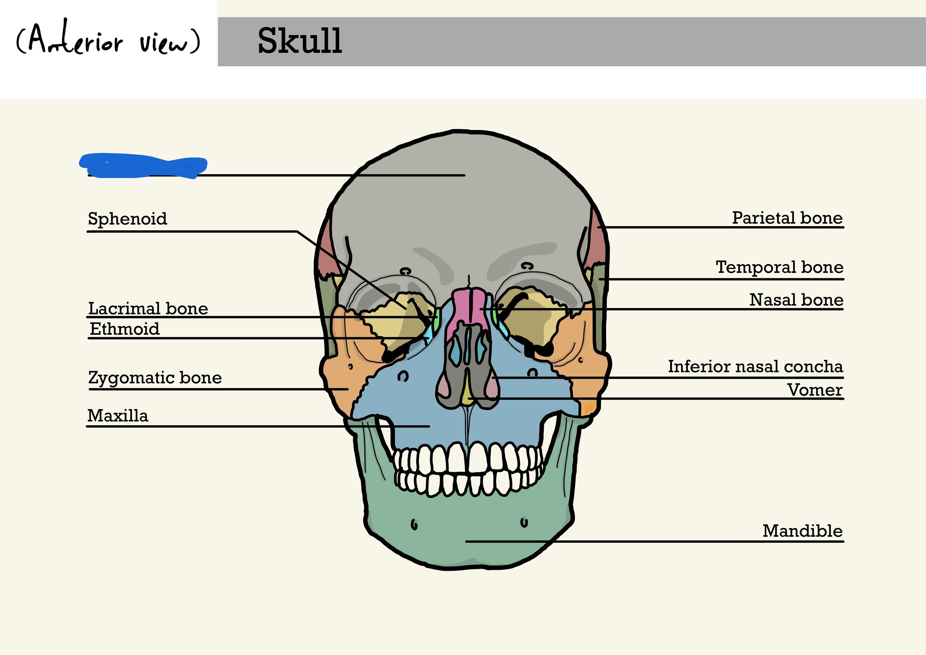 <p>frontal bone (anterior view)</p>