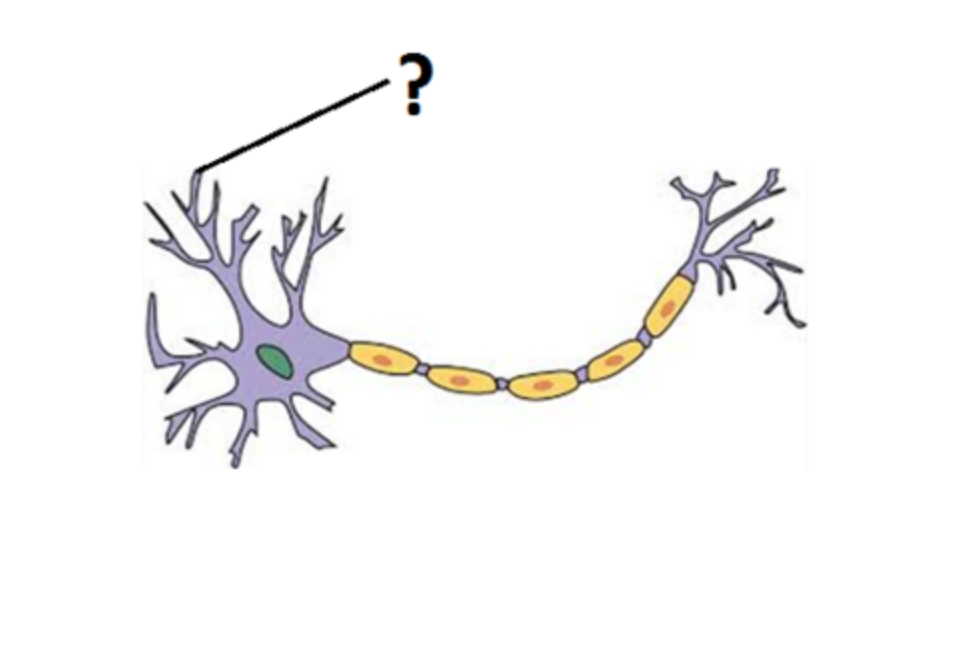 <p>Protoplasmic extensions that receive signals from other neurons, conducts impulses TOWARD the soma - NOT axon terminal (other )</p>