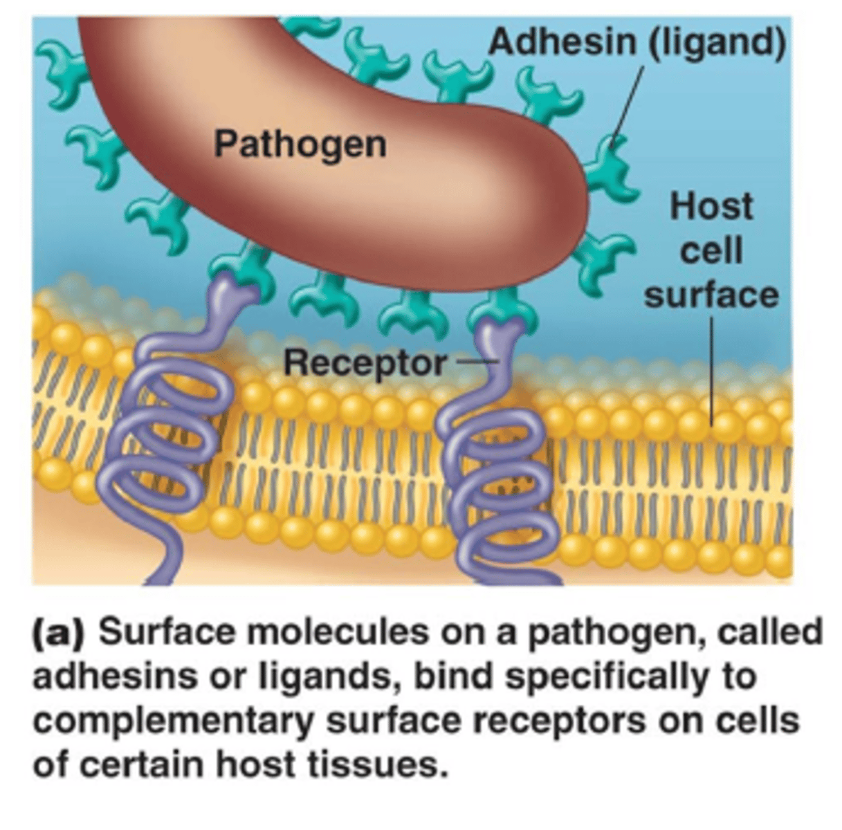 <p>- adhesion proteins</p><p>- proteins that specifically allow the pathogen to bind to the host epithelium G- bacteria</p><p>1. spiral rod shaped</p><p>2. motile</p><p>3. use flagella</p><p>(Note: the flagella are few and huge)</p>