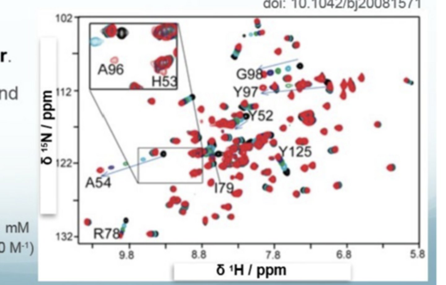 <p>G98 is a free protein because there is a big shift change and progressive contours, which means there is fast exchange</p>