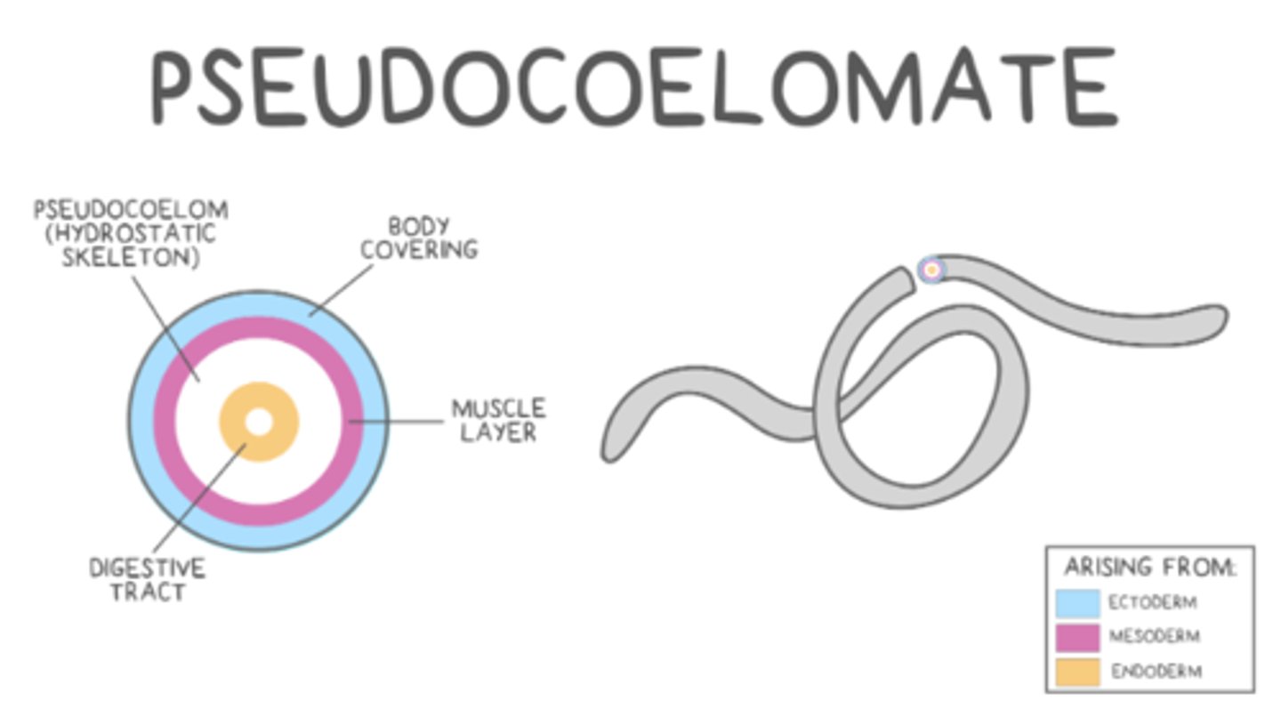 <p>pseudocoelomates</p>