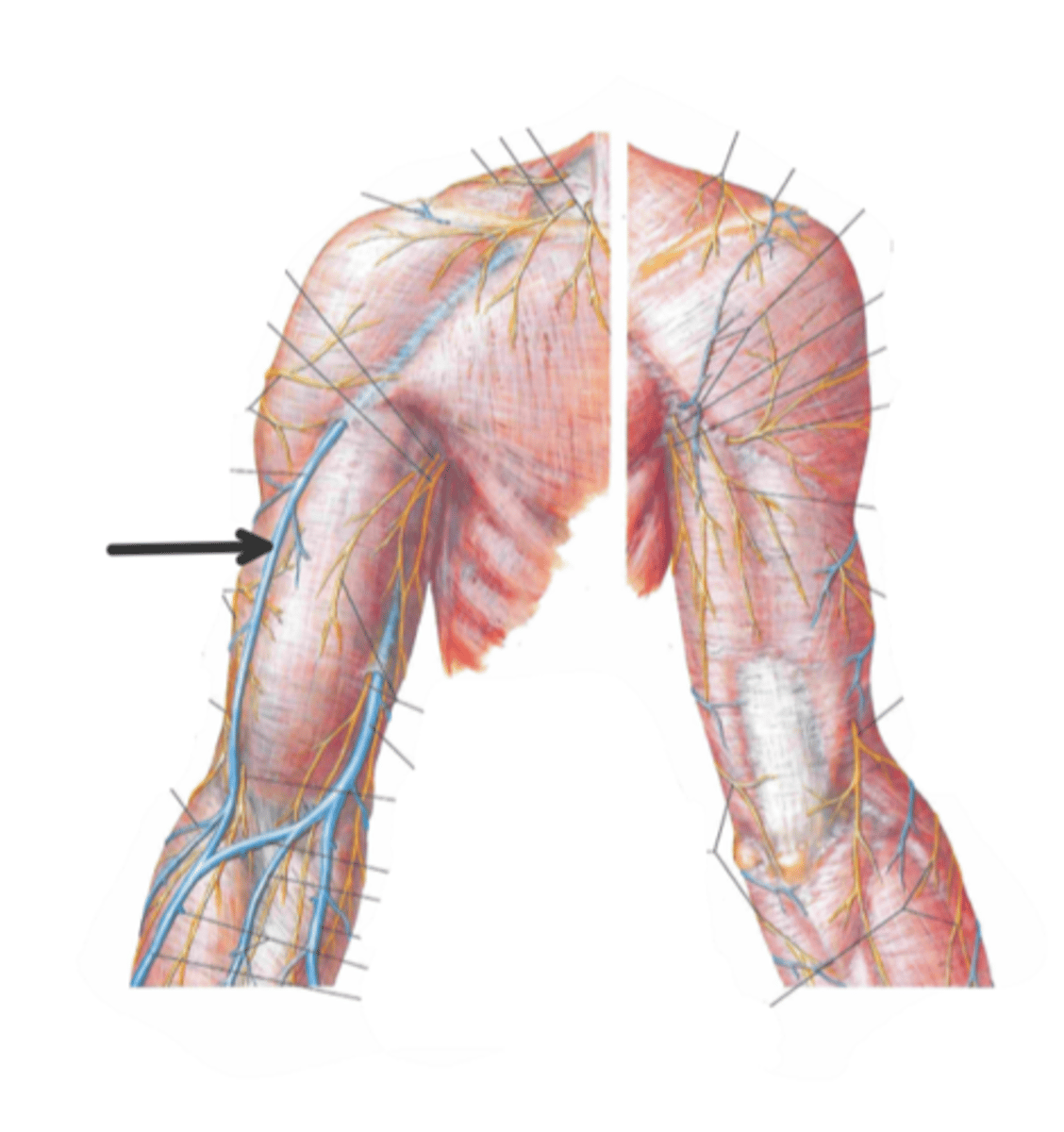 <p>identify the structure(s) indicated by the arrow</p>