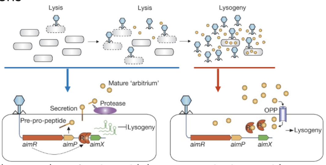 <ul><li><p><span>One phage kills a cell → produces small peptide → accumulates as more viruses grow&nbsp;</span></p></li><li><p><span>If there's a <strong>high abundance</strong> of this peptide, this environment <strong>favors lysogeny</strong> → phages know there aren't many hosts left, they can't kill off all of them → they decide to chill out LMAO</span></p></li><li><p><span>Communication = arbitrium = name of the signaling peptide</span></p></li></ul><p></p><p>^ the peptide = AimR, it either is or isnt bound by aimP</p><p><span>Upon phage infection, phage comes in aimR = transcription factor which represses lysogeny = lysis chosen (left photo)</span></p><ul><li><p><span>For lysogeny: TF that represses AimR gets bound to peptide (aimP) → lysogeny (right side photo)</span></p></li></ul><p></p>