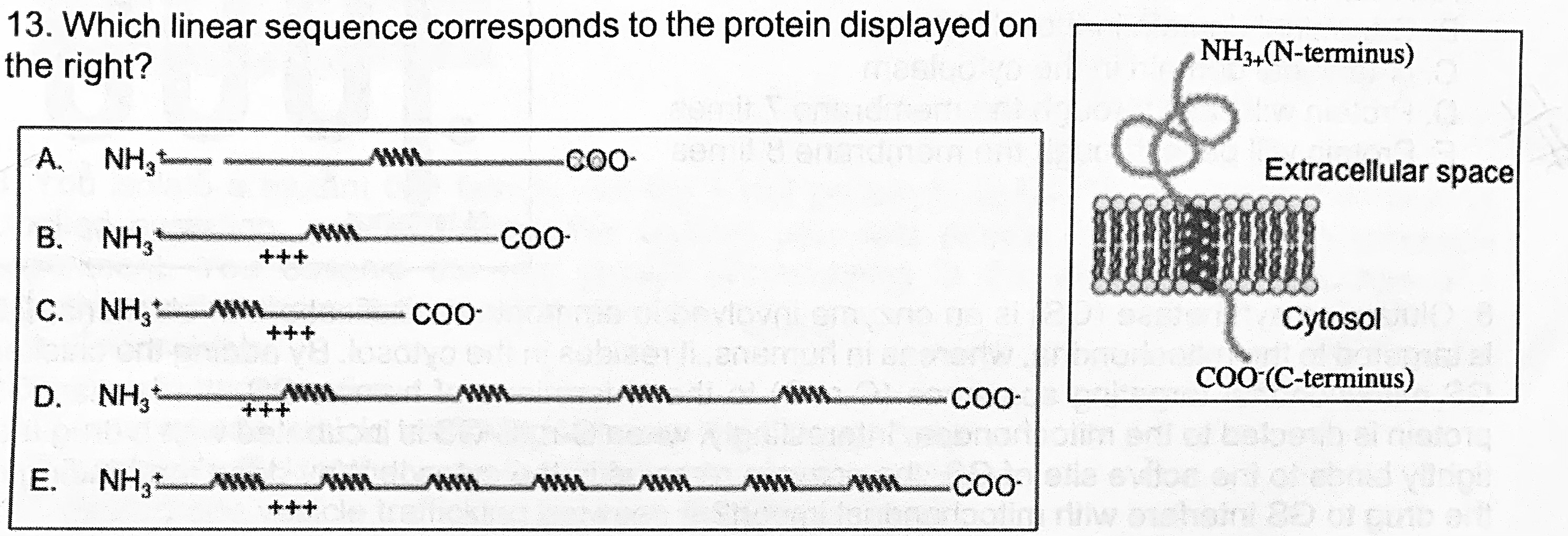 <p>Which linear sequence corresponds to the protein displayed on the right?</p>