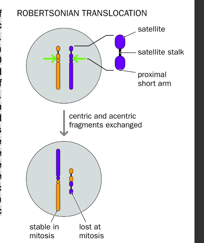 <p>-Joins 2 <strong>acrocentric chromosomes</strong> - 13,14,15,21,22</p><p>-MOST COMMON FORM OF HUMAN TRANSLOCATION </p><p></p><p>acro-centric chromosomes</p><p>-Very small</p><p>Largely<strong> repetitive ribosomal RNA genes rRNA genes </strong></p><p>SAME sequence found in SIMILAR BUT NOT IDENTICAL CHROMOSOMES (ACROCENTRIC)</p><p></p><p>-RECOMBINATION between homologous sequences in HETEROLOGOUS short arms (not identical but evolutionarily similar origin)</p><p><strong>=Acentric - missing centromere </strong></p><p><strong> Dicentric products  - 2 centromeres one from each chromosome fused together </strong></p><p></p><p><strong>USUALLY</strong></p><p><strong>Two centromeres </strong>of the dicentric chromosome are <strong>SUFFICIENTLY close </strong>together - f<strong>unction as a single large centromere</strong></p><p><strong>-1 CENTROMERE IS EPIGENTICALLY SILENCED  </strong></p><p><strong>-FUSION chromosome SEGREGATES REGULARALY + STABLE IN MITOSIS </strong></p><p><strong>-prevents genomic instability + PREVENTS break- fusion - bridge cycles </strong></p><p></p><p><strong>Acentric fragment- LOST </strong></p><p>genetic information is lost - <strong>doesnt affect PHENOTYPE </strong></p><p>as rDNA repeats are found in high numbers in all other acrocentric chromosomes </p><p></p><ul><li><p>PRESENT IN EVERY 1 IN 1,000 BIRTHS </p><p></p></li></ul><p></p>