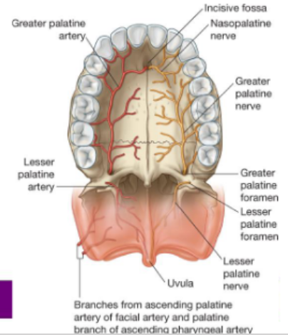 knowt flashcard image