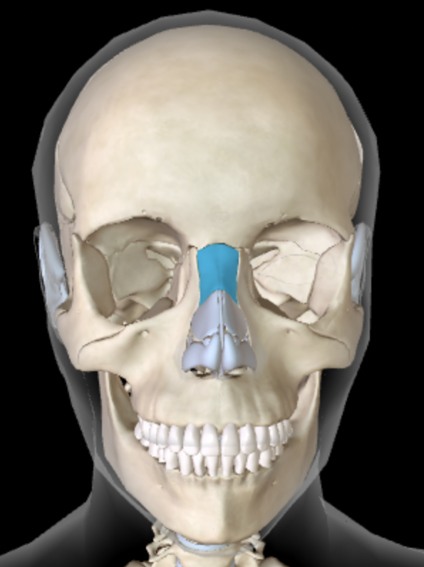 <p>Which bone is this?</p>