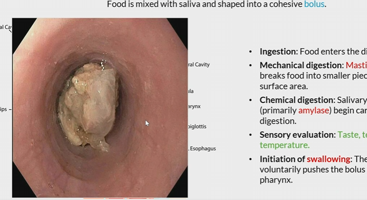 <p>food ball mixed with saliva</p>