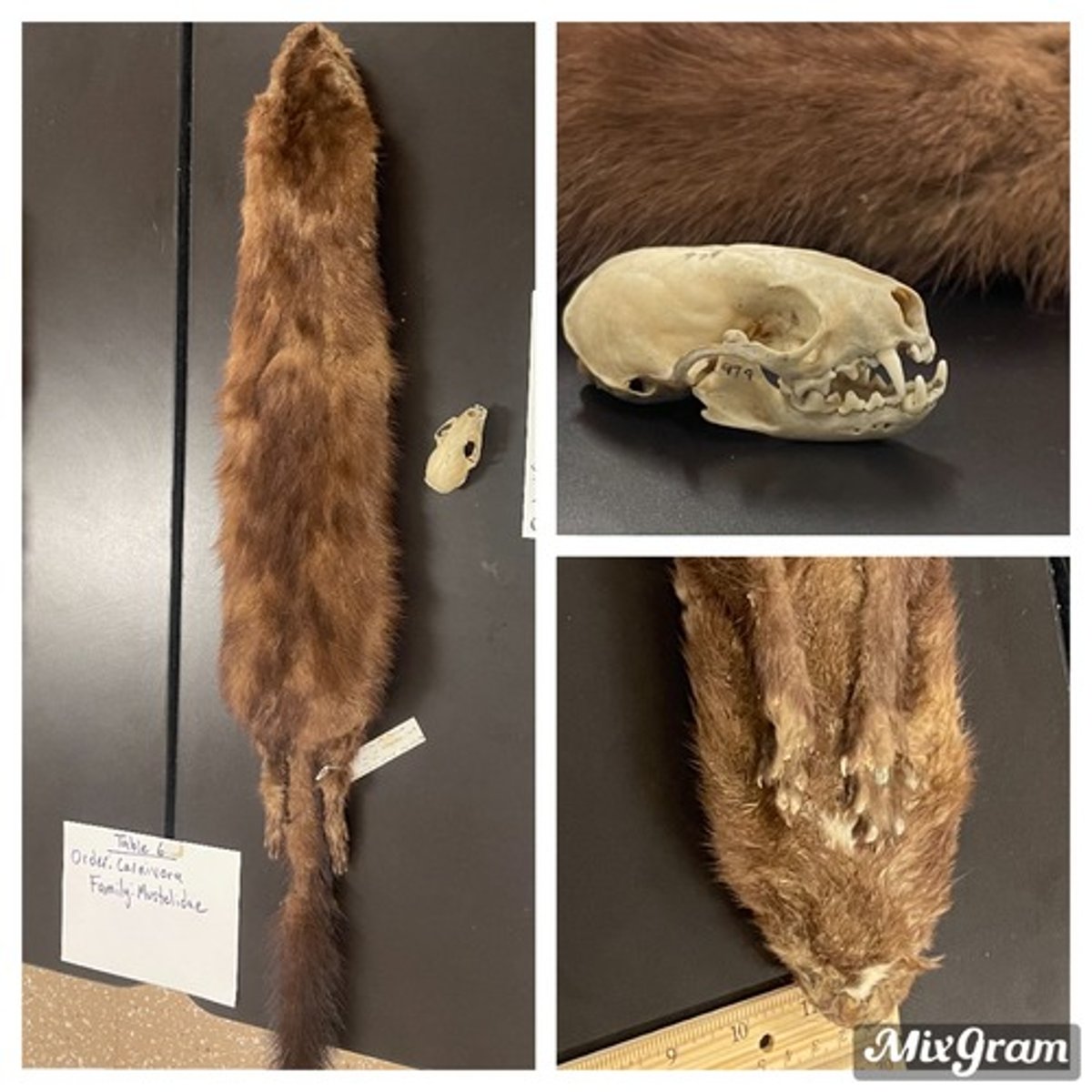 <p>American mink</p>