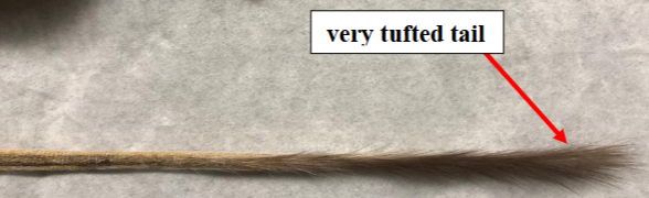 <p>What species?</p><img src="https://knowt-user-attachments.s3.amazonaws.com/9cd36811-16f3-46ec-b868-fd3c99bd732f.jpg" data-width="100%" data-align="center"><p></p>