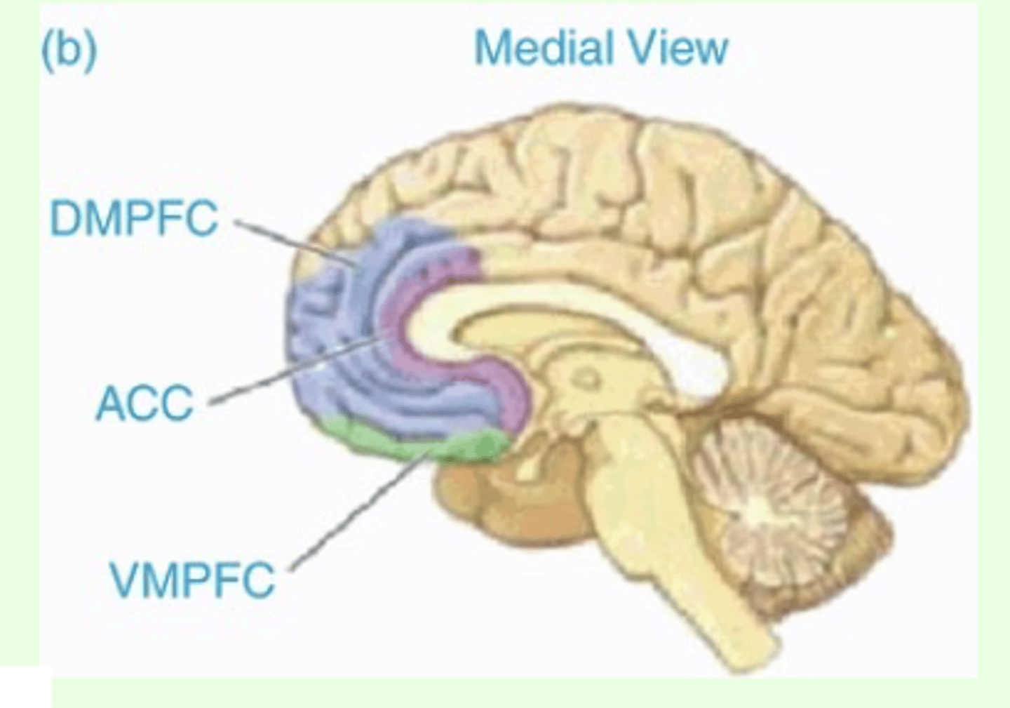<p>theory of mind ("mind reading"), self-perception, processing of risk and behavior, behavioral control, and decision making</p>