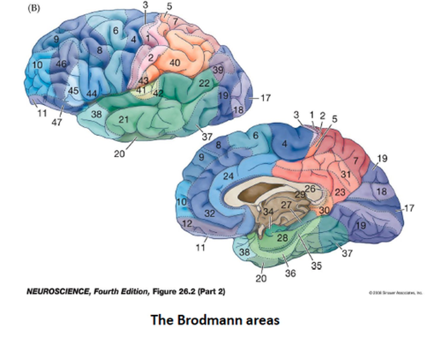 <p>numbered regions of cortex that have been "mapped" to specific cognitive functions</p>