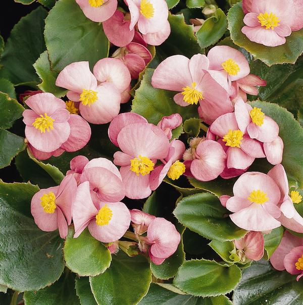 <p>semperflorens</p>