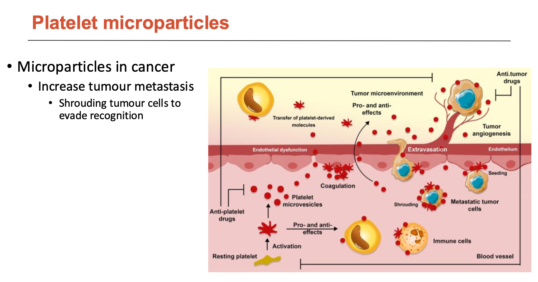 <p>Microparticles play a role in:</p><ul><li><p>coagulation, thrombosis, and thromboinflammation</p></li><li><p>pro- and anti-inflammatory effects - scan vasculature</p></li><li><p>support angiogenesis</p></li><li><p>blocking microlesions at sites of leukocyte extravasation/transmigration</p></li><li><p>increase tumour metastasis</p><ul><li><p>shroud tumour cells to evade recognition</p></li></ul></li></ul><p></p>