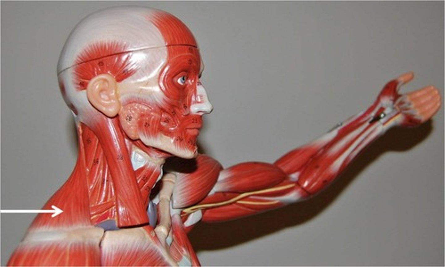 <p>A muscle that moves the scapula and extends the neck.</p>