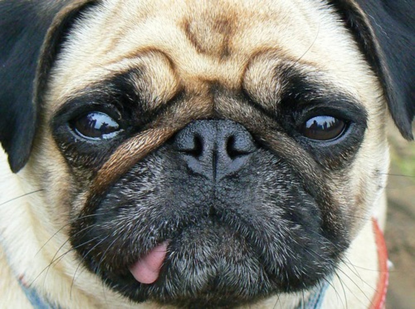 <p>I have a dog</p>