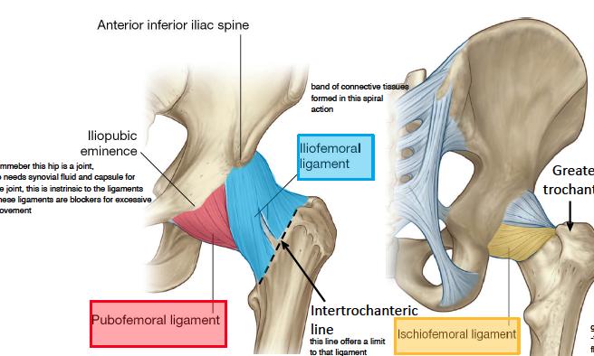 -remember that this is hip joint, so needs synovial fluid and capsule, but the ligaments are exterior to this to block excessive movement 
-there is iliofemoral ligament that runs from AIIS to intertrochanteric line and kind of forms a spiral action
-then there is pubofemoral ligament that goes from iliopubic eminence to neck 
-then posteriorly there is ishiofemoral lig that goes from ishium to right by the greater trochanter 
-these ligaments mostly help w stopping extension of hip backwards 