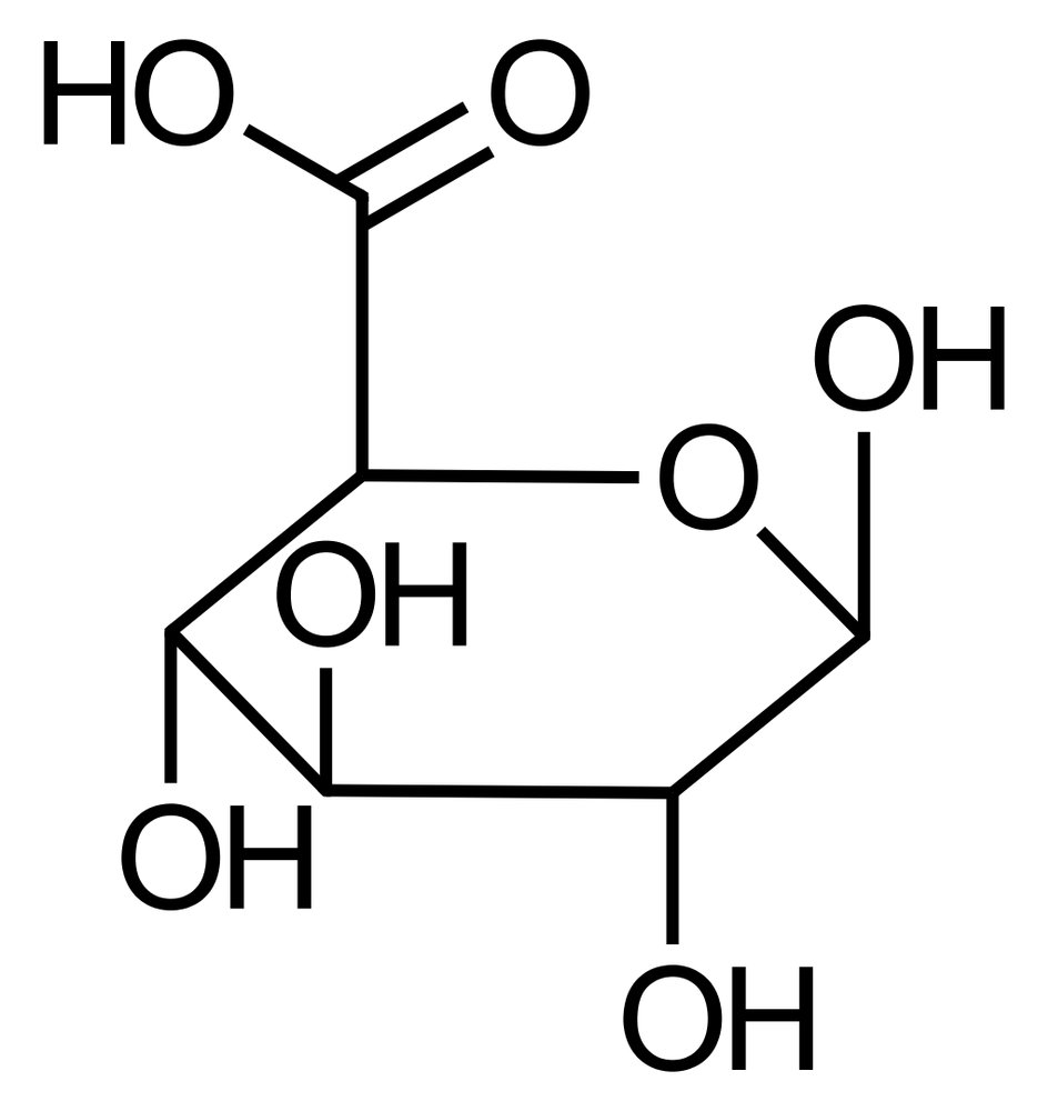 <p>C. Glucuronic acid</p>